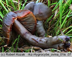 Hygrocybe ovina (wilgotnica czerwieniejąca)