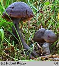 Hygrocybe ovina (wilgotnica czerwieniejąca)