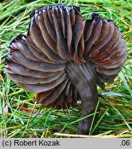 Hygrocybe ovina (wilgotnica czerwieniejąca)