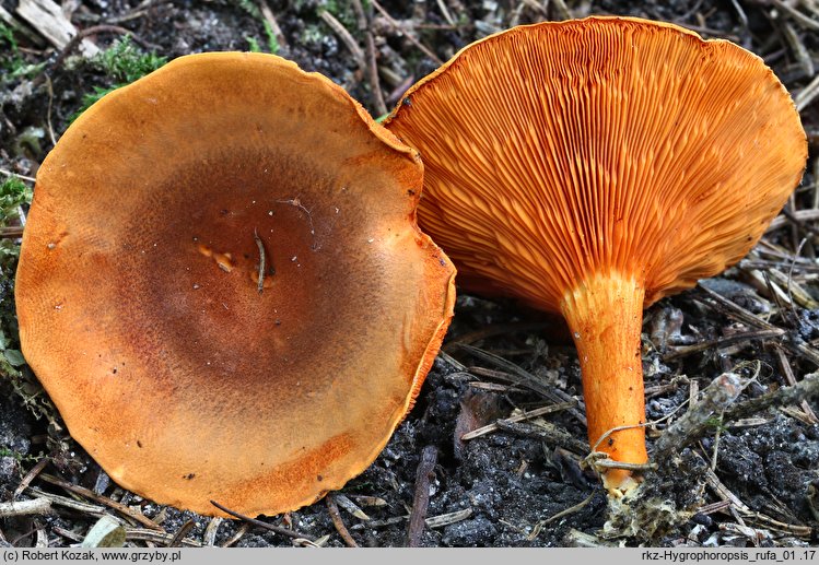 Hygrophoropsis rufa (lisówka ruda)