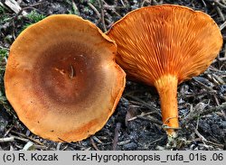 Hygrophoropsis rufa (lisówka ruda)