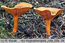 Hygrophoropsis rufa