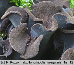 Ionomidotis irregularis (korzak różnokształtny)