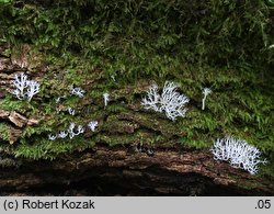 Lentaria subcaulescens