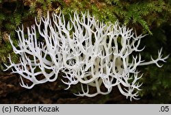 Lentaria subcaulescens