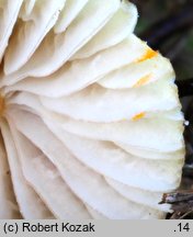 Mycena citrinomarginata (grzybówka cytrynowoostrzowa)