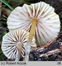 Mycena citrinomarginata (grzybówka cytrynowoostrzowa)