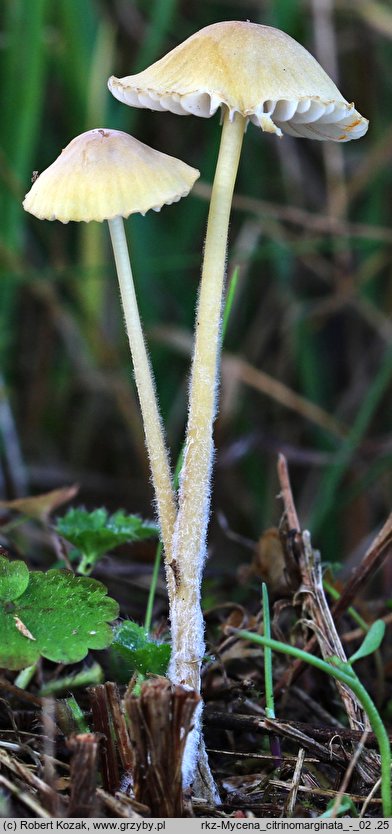 Mycena citrinomarginata (grzybówka cytrynowoostrzowa)