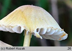 Mycena citrinomarginata (grzybówka cytrynowoostrzowa)