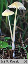 Mycena citrinomarginata (grzybówka cytrynowoostrzowa)