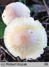 Mycena citrinomarginata (grzybówka cytrynowoostrzowa)