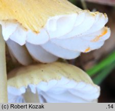 Mycena citrinomarginata (grzybówka cytrynowoostrzowa)