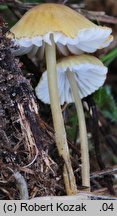 Mycena citrinomarginata (grzybówka cytrynowoostrzowa)