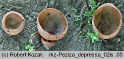 Peziza depressa