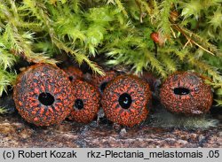 Plectania melastoma (kustrzebeczka czarna)