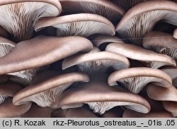 Pleurotus ostreatus (boczniak ostrygowaty)