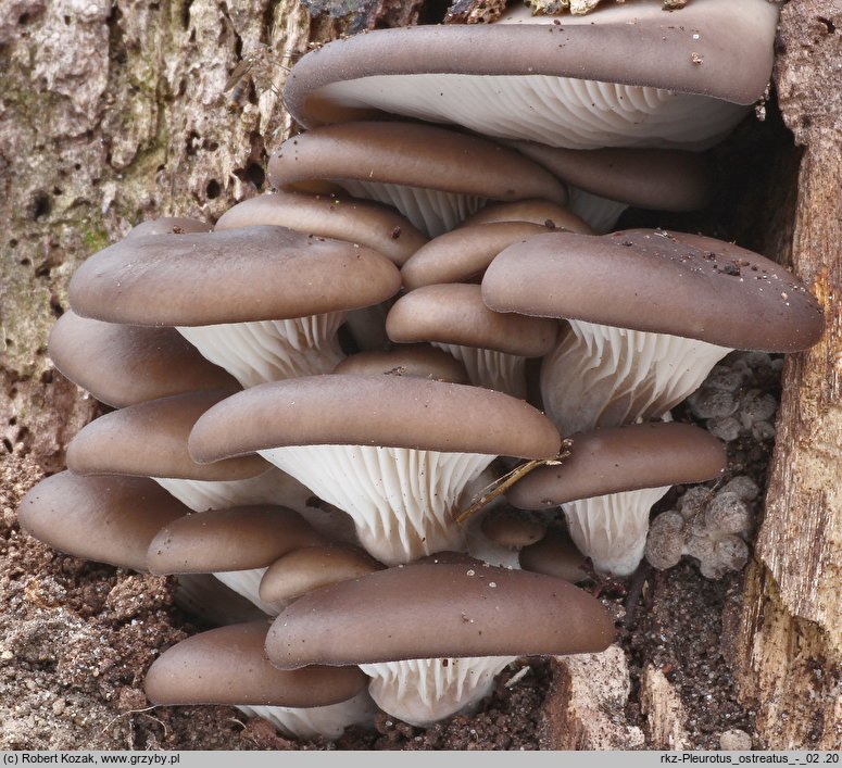 Pleurotus ostreatus (boczniak ostrygowaty)