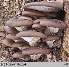 Pleurotus ostreatus (boczniak ostrygowaty)