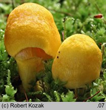 Pluteus fenzlii