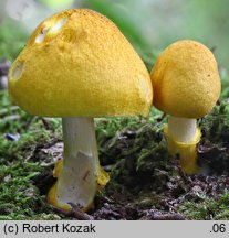 Pluteus fenzlii