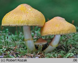 Pluteus fenzlii