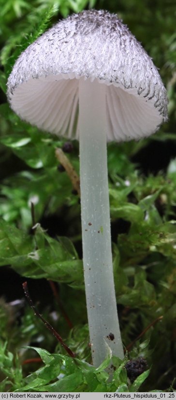 Pluteus hispidulus (drobnołuszczak kosmaty)