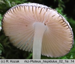 Pluteus hispidulus (drobnoÅ‚uszczak kosmaty)