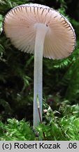 Pluteus hispidulus (drobnołuszczak kosmaty)