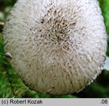 Pluteus hispidulus (drobnołuszczak kosmaty)