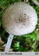 Pluteus hispidulus (drobnołuszczak kosmaty)