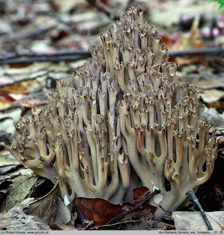 Ramaria fennica