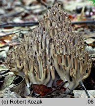 Ramaria fennica