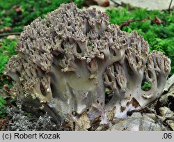 Ramaria fennica