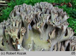 Ramaria fennica