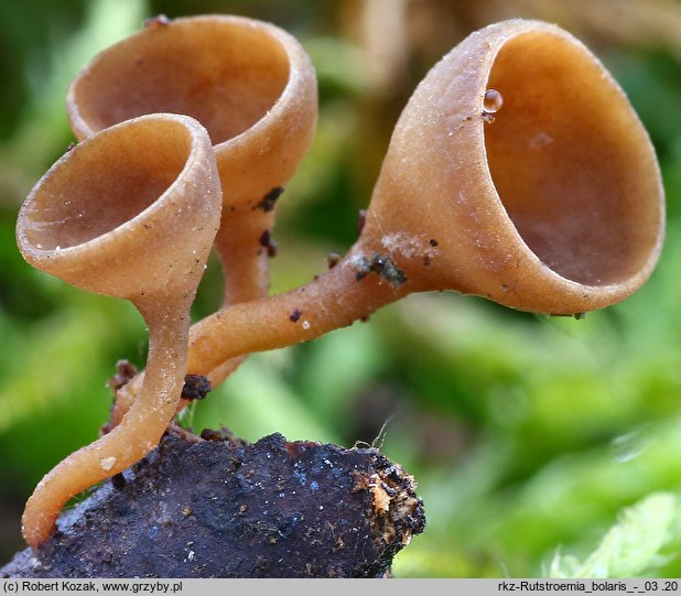 Rutstroemia bolaris (baziówka wiosenna)