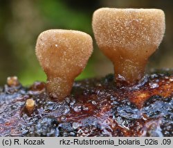 Rutstroemia bolaris (baziówka wiosenna)