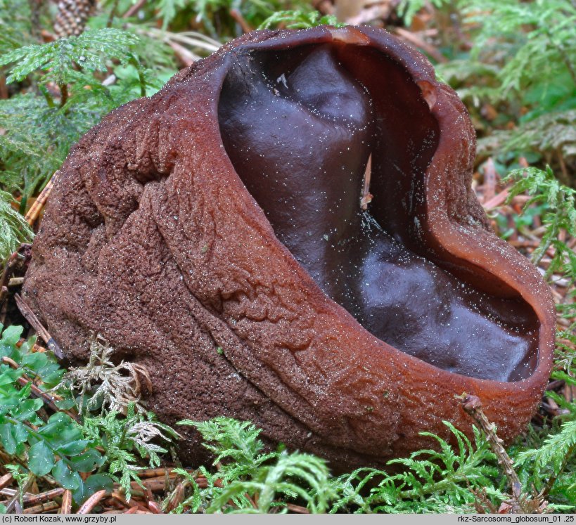 Sarcosoma globosum (dzbankówka kulista)