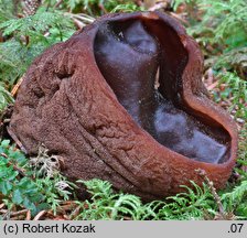 Sarcosoma globosum (dzbankówka kulista)