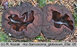 Sarcosoma globosum