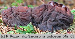 Sarcosoma globosum