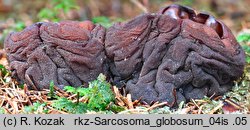 Sarcosoma globosum (dzbankówka kulista)