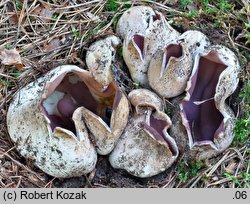 Sarcosphaera coronaria (koronica ozdobna)