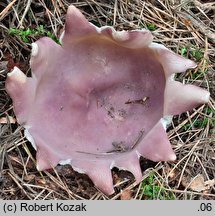 Sarcosphaera coronaria (koronica ozdobna)