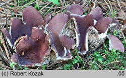 Sarcosphaera coronaria (koronica ozdobna)