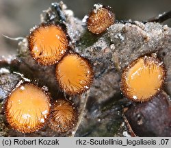 Scutellinia legaliae