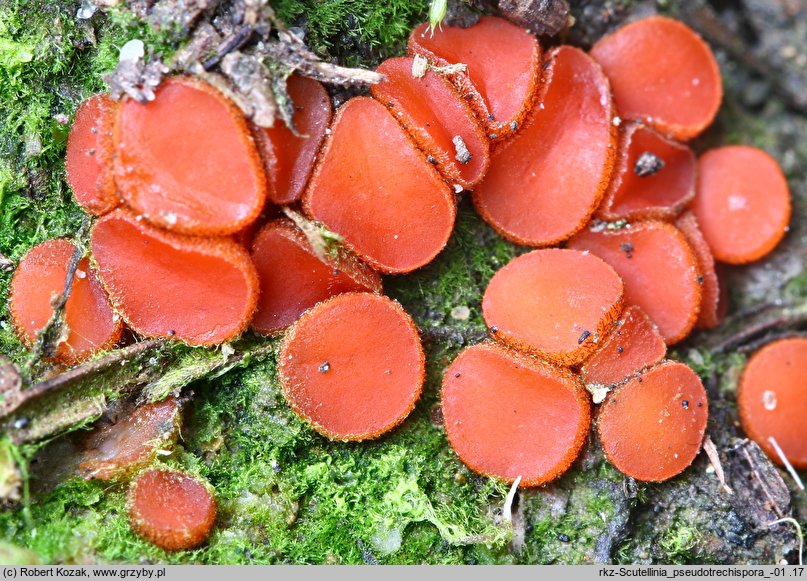 Scutellinia pseudotrechispora