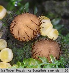 Scutellinia sinensis