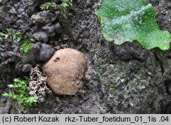 Tuber foetidum