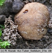 Tuber foetidum