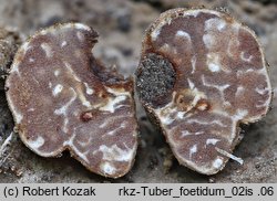 Tuber foetidum